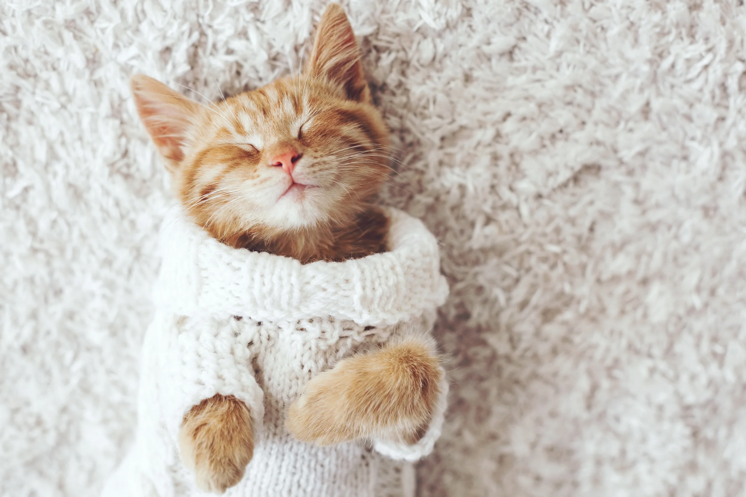 Keep your pet safe this winter