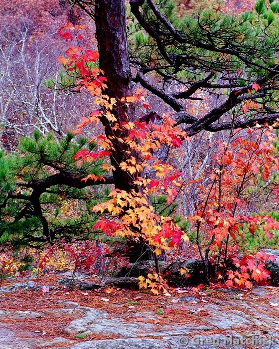 Color Entwined Pine Tree at Hawn State Park