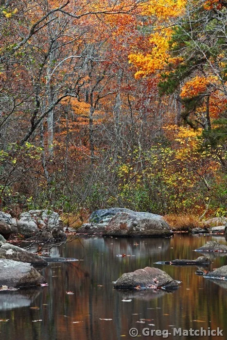 Pickle Creek in Late Autumn 3 at Hawn State Park