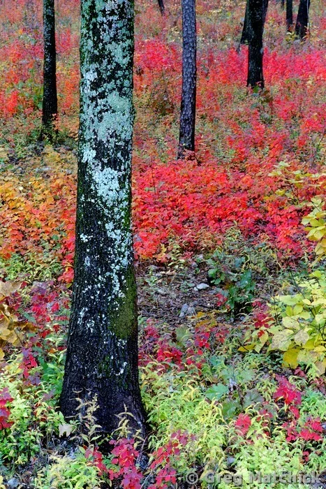 Lichen Covered Tree and Hillside of Sumac in Autumn at Hawn State Park