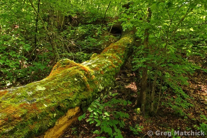 Fallen Tree On Taum Sauk Mountain