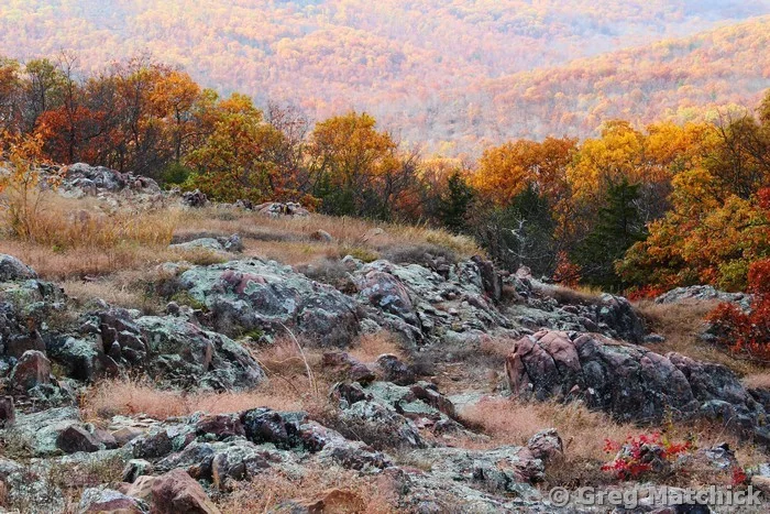 Taum Sauk Mountain Glade 1