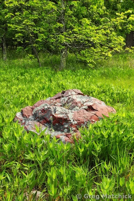 Granite Boulder in Field on Taum Sauk Mountain