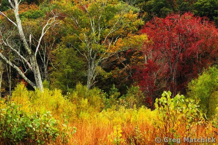 Black River Valley at Johnsons Shut Ins