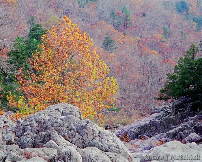 Golden Sycamore Among the Rocks at Johnsons Shut Ins