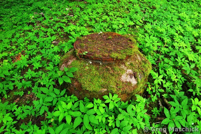 Cistern In the Woods in Finland