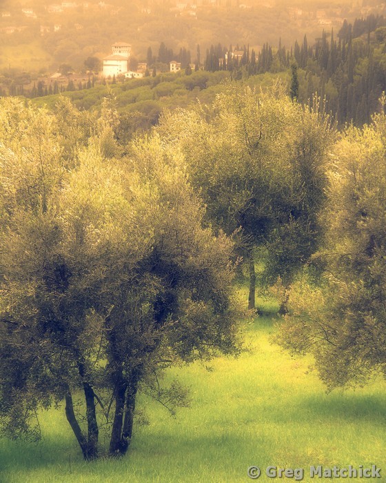 Tuscan Olive Grove 2