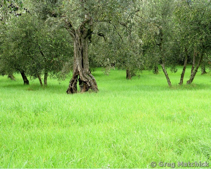 Tuscan Olive Grove 1