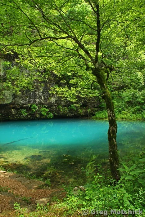 Tree and Blue Spring in Missouri