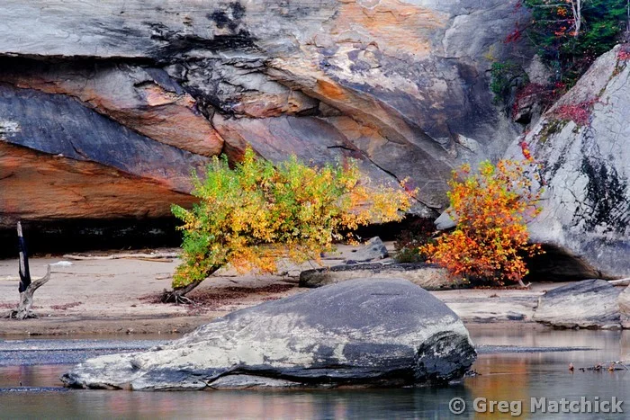 Rock Shrub and Cliff Along the Cumberland River