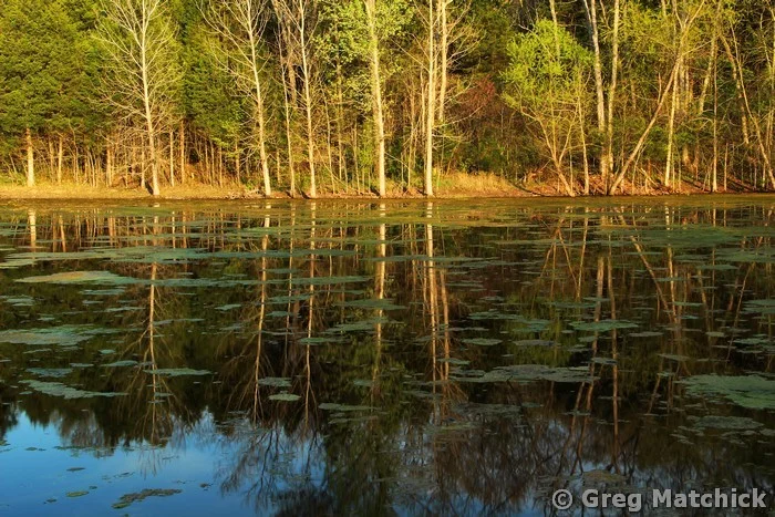 Evening Light On a Missouri Pond 1