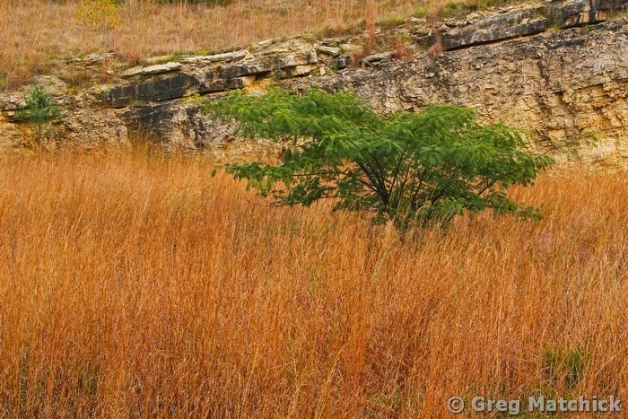 Wild Mimosa In an Autumn Field