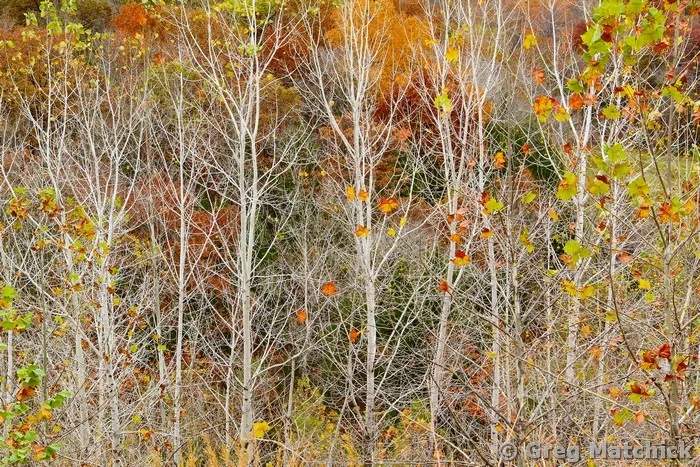 Bare To the Bark Trees 1