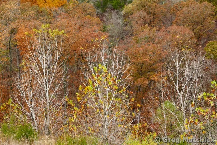 Bare To the Bark Trees 2