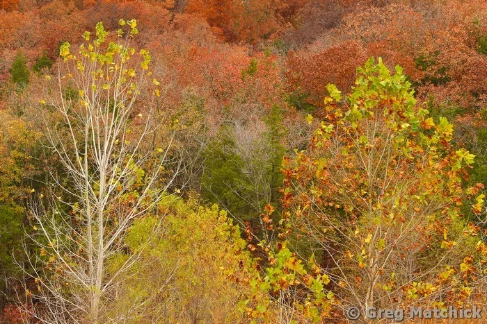 Bare To the Bark Trees 4