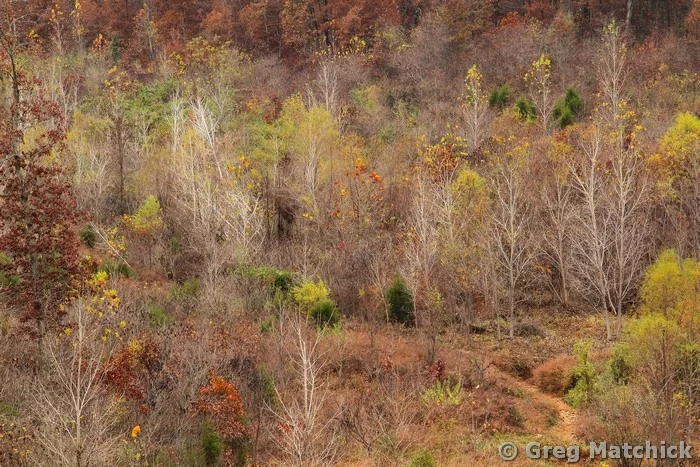 Trees Stripped Bare In the Valley 2