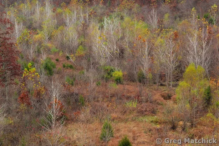 Trees Stripped Bare In the Valley 3