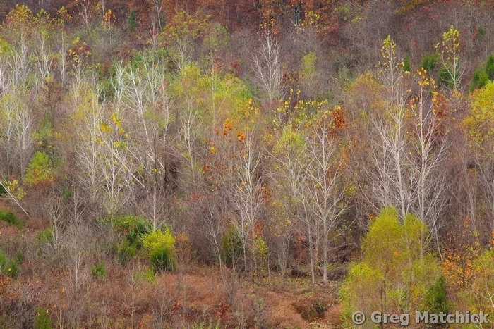 Trees Stripped Bare In the Valley 1