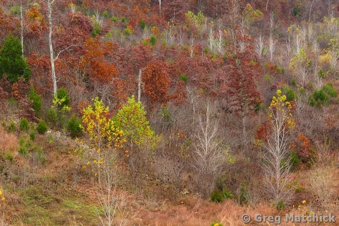 Trees Stripped Bare On the Hillside 1