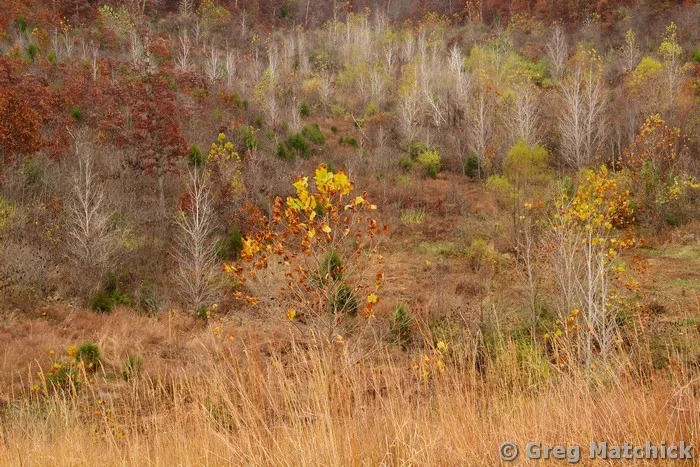 Trees Stripped Bare On the Hillside 3
