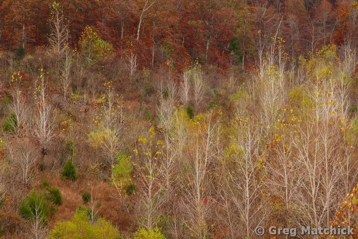 Trees Stripped Bare On the Hillside 2