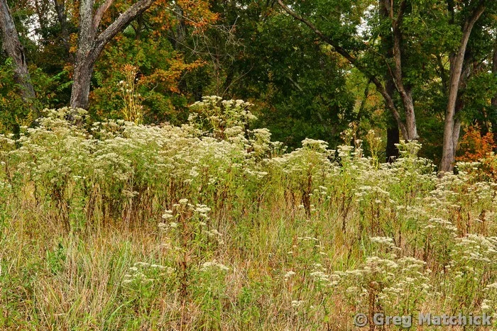 Field of Wild Boneset in Jefferson County
