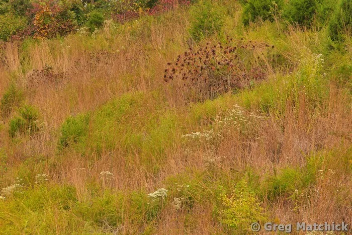 Soft Autumn Textures in Jefferson County