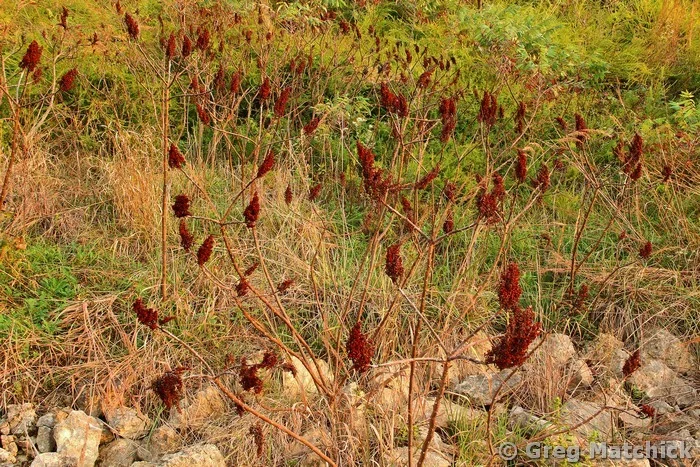 Sumac Heads On a Hillside in Jefferson County