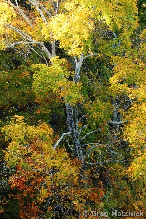 Autumn In the Tree Tops 1
