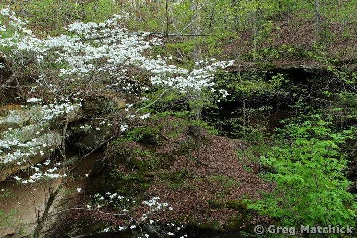 Dogwood In Piney Creek Ravine