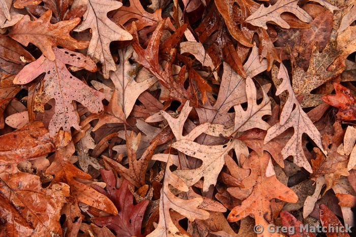 Oak Leaves in Autumn