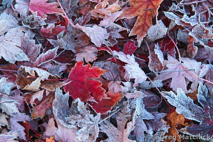 Maple Leaves and Frost 3