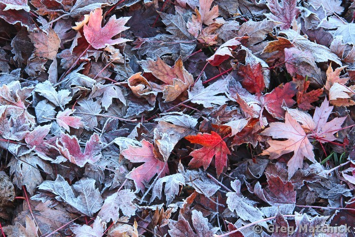 Maple Leaves and Frost 1