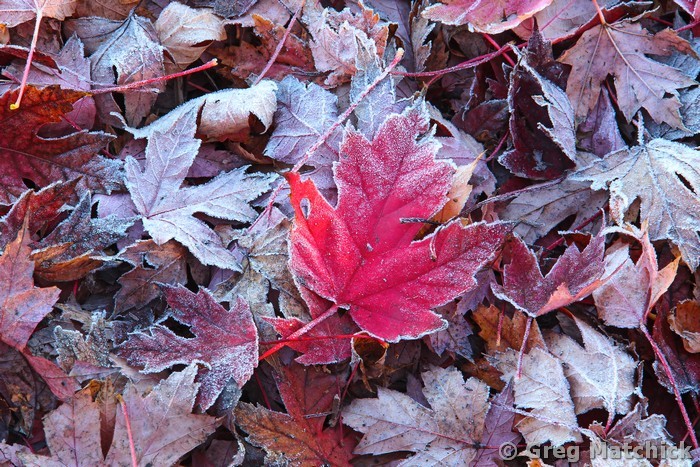 Maple Leaves and Frost 2