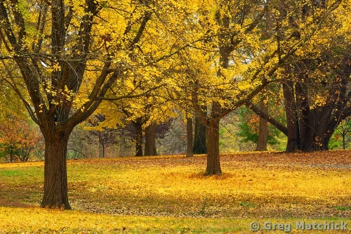 Autumn Gold in Carondelet Park 1