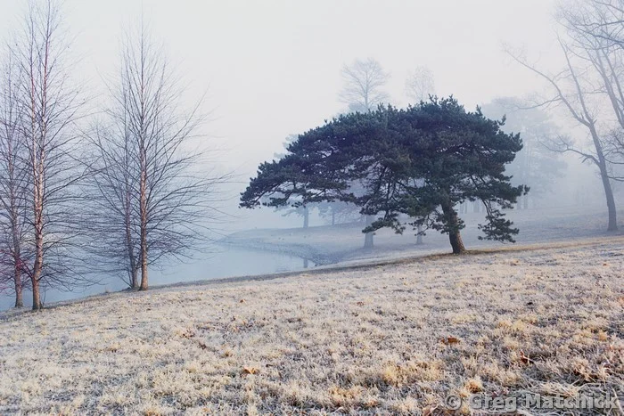Lone Pine and Fog in Carondelet Park