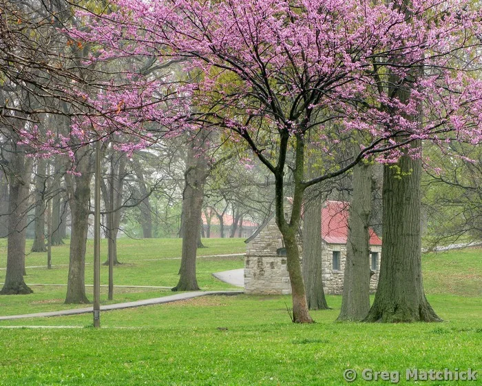 Redbud and Stone Building in Rain at Carondelet Park