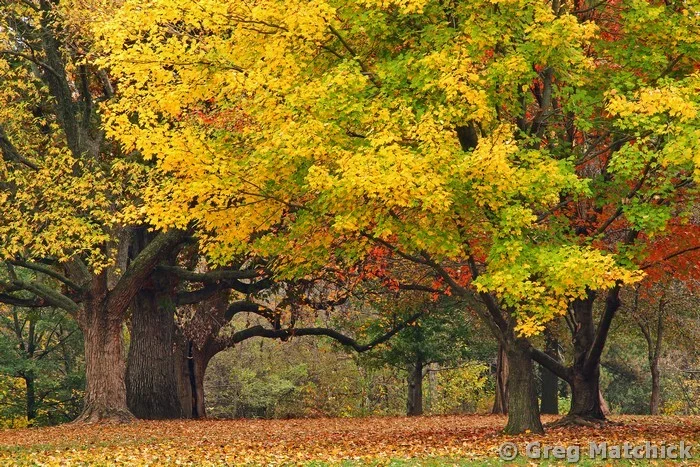 Trees in Autumn in Forest Park 1