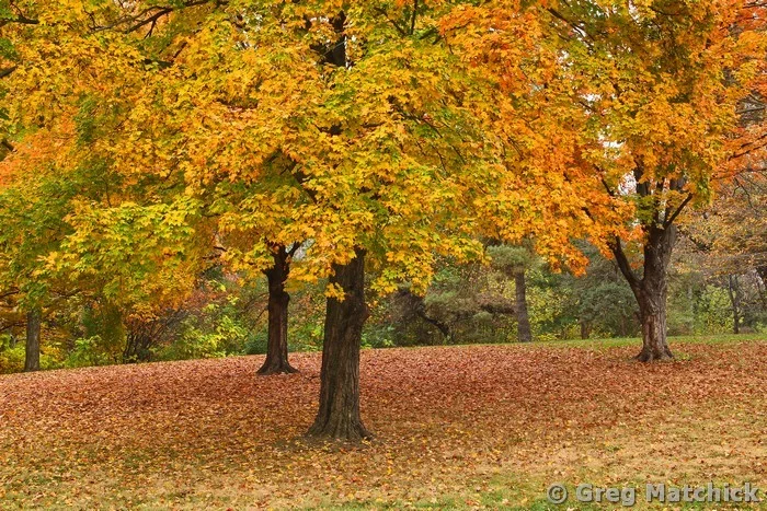 Trees in Autumn in Forest Park 4