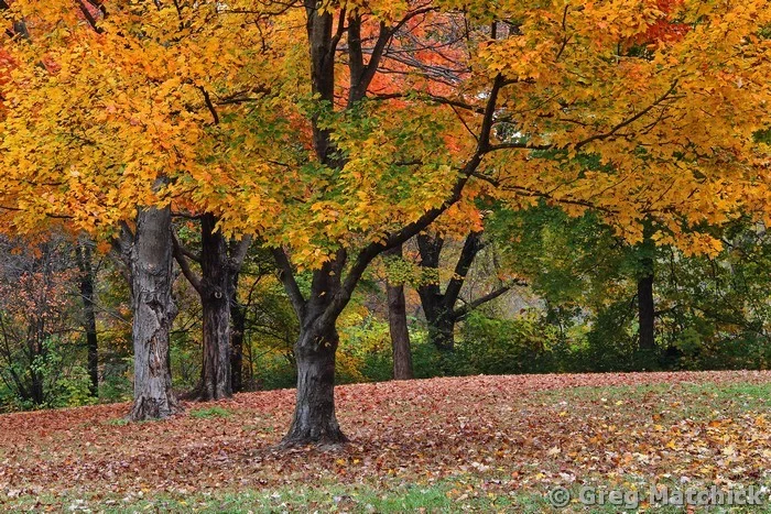 Trees in Autumn in Forest Park 3