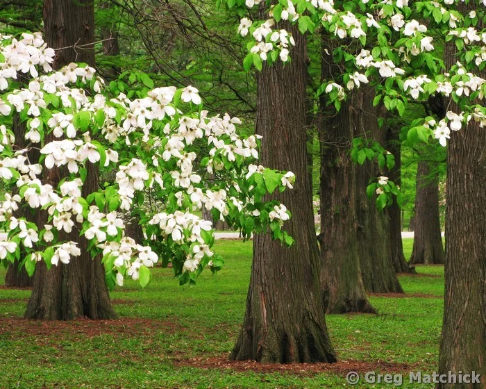 White Flowering Dogwoods in Tower Grove Park