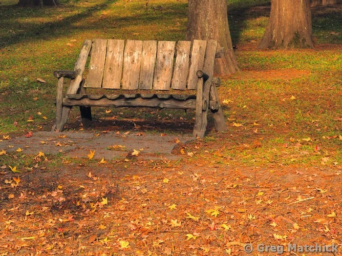 Rustic Bench in Tower Grove Park