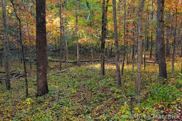 First Light Through the Trees in an Ozark Forest