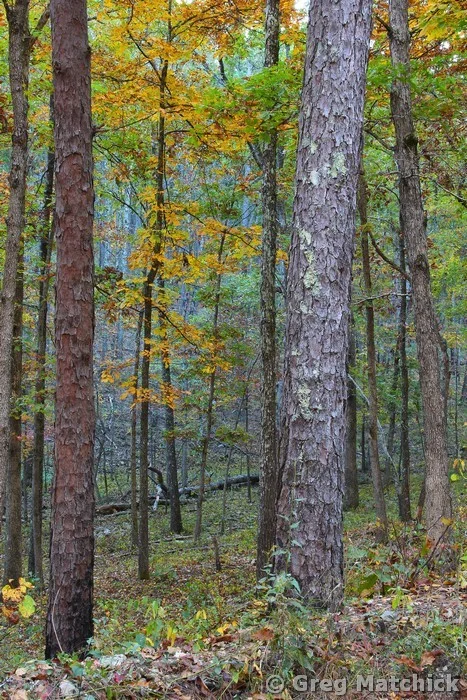 Pines in the Morning Light in an Ozark Forest