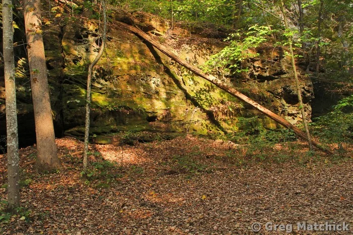 Dappled Light on Fallen Tree in Shawnee Forest