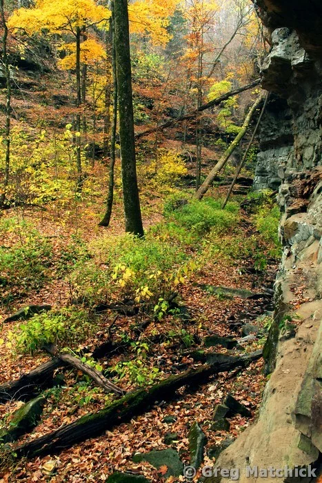 Forest Floor in a Sandstone Box Canyon in Illinois