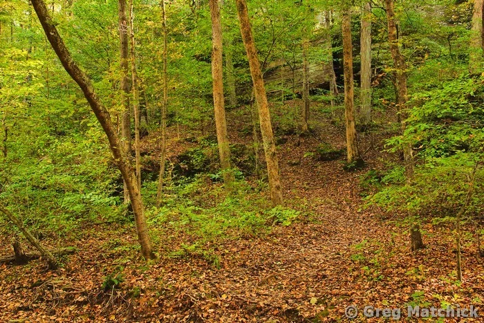 Woodlands and Dappled Light in Shawnee Forest