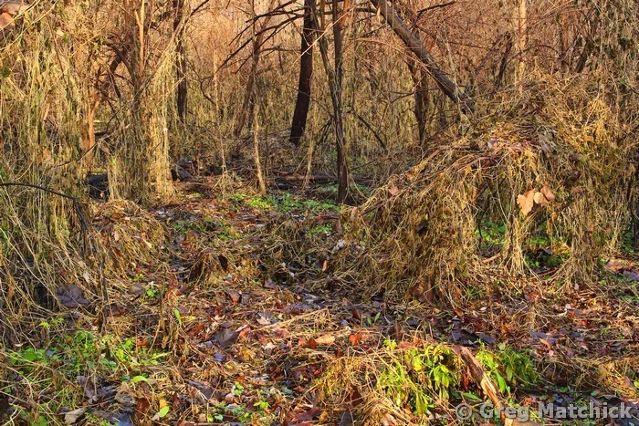 Surreal Landscape on Chouteau Island 1