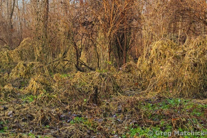Vine Covered Landscape on Chouteau Island 4