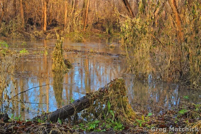 Swamp on Chouteau Island 1